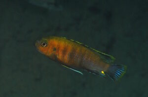 Tropheops romandi 'Domwe Island'